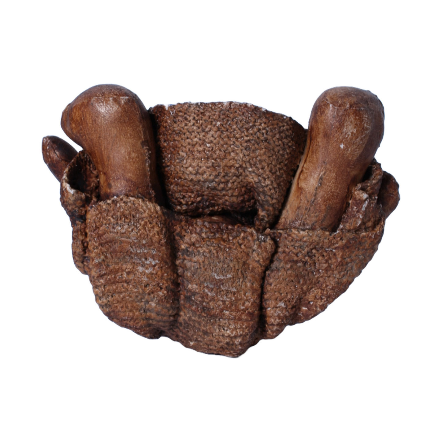 Bronze-Colored Teddy Bear - Handmade in England - Sitting 23 cm