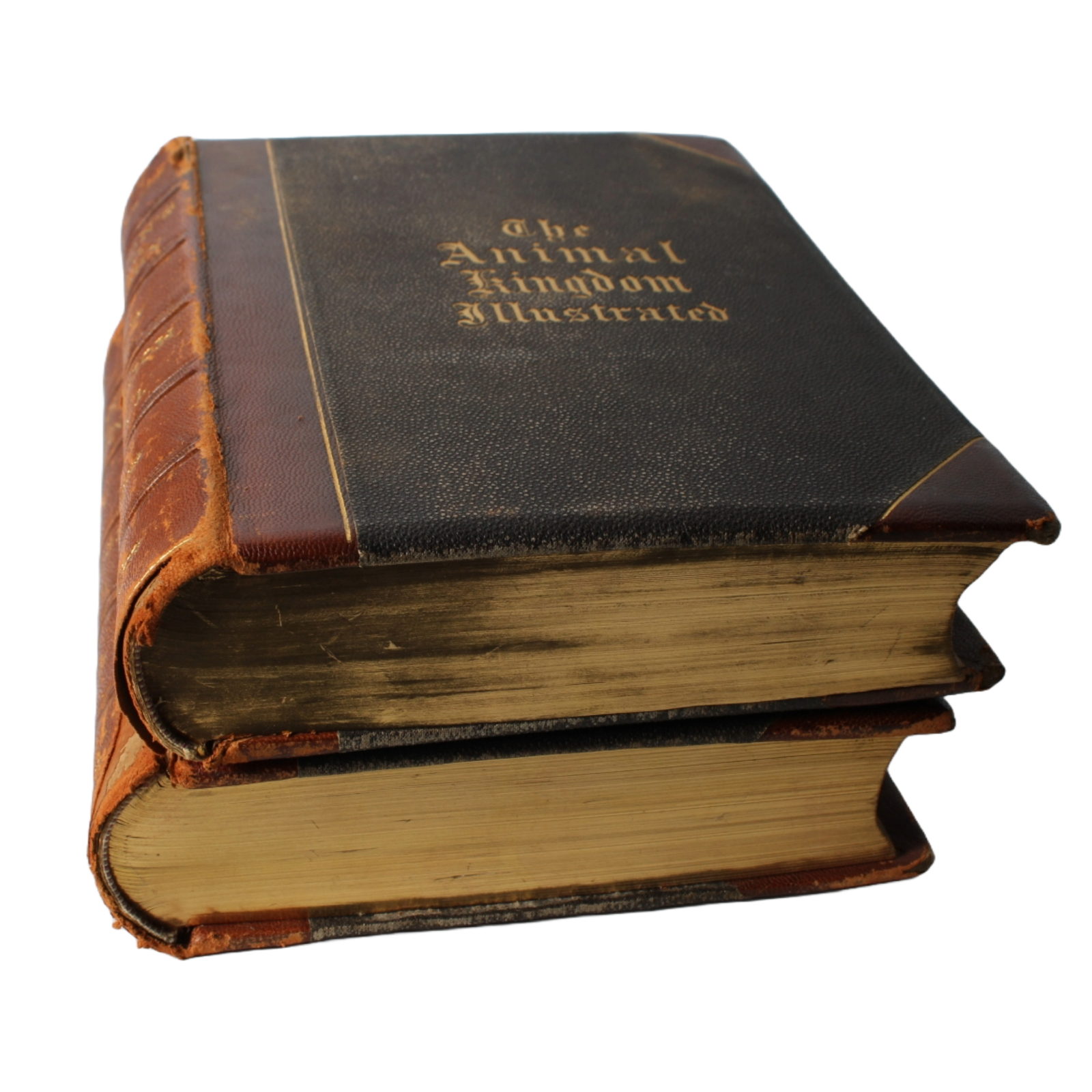 The Animal Kingdom Illustrated - 1885, Beautiful 19th-Century Natural History