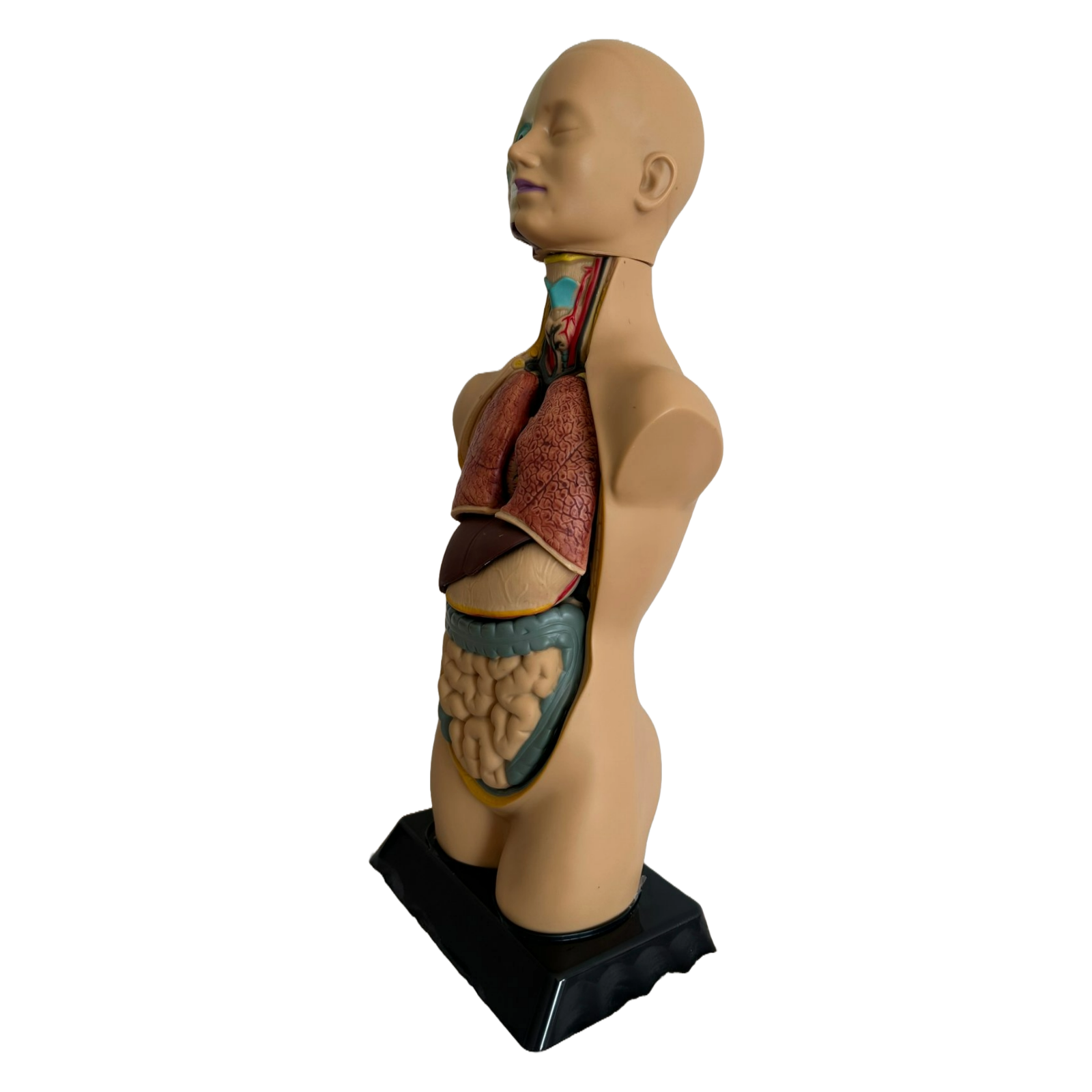 Anatomical torso model of the human body with removable organs - 50 cm tall