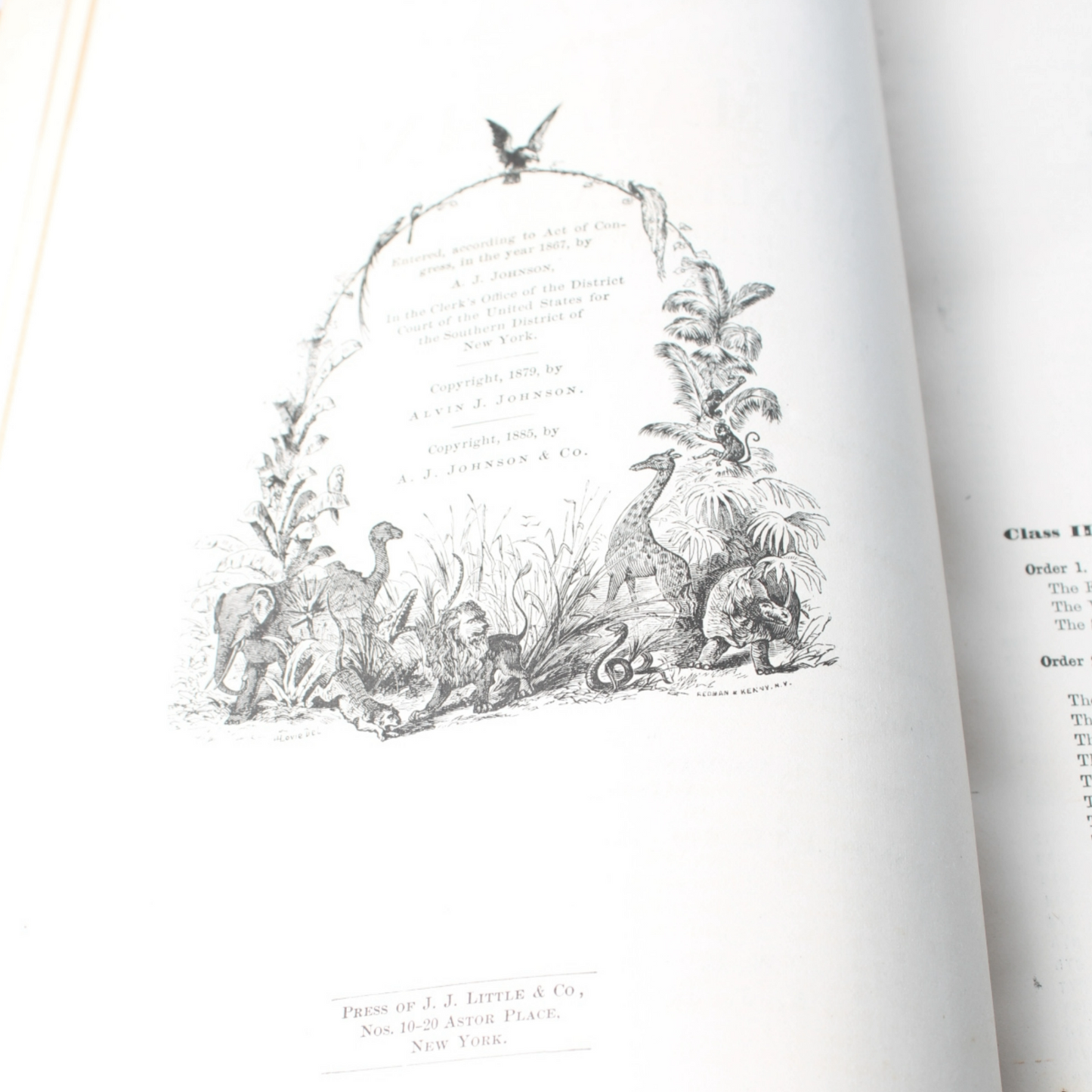 The Animal Kingdom Illustrated - 1885, Beautiful 19th-Century Natural History