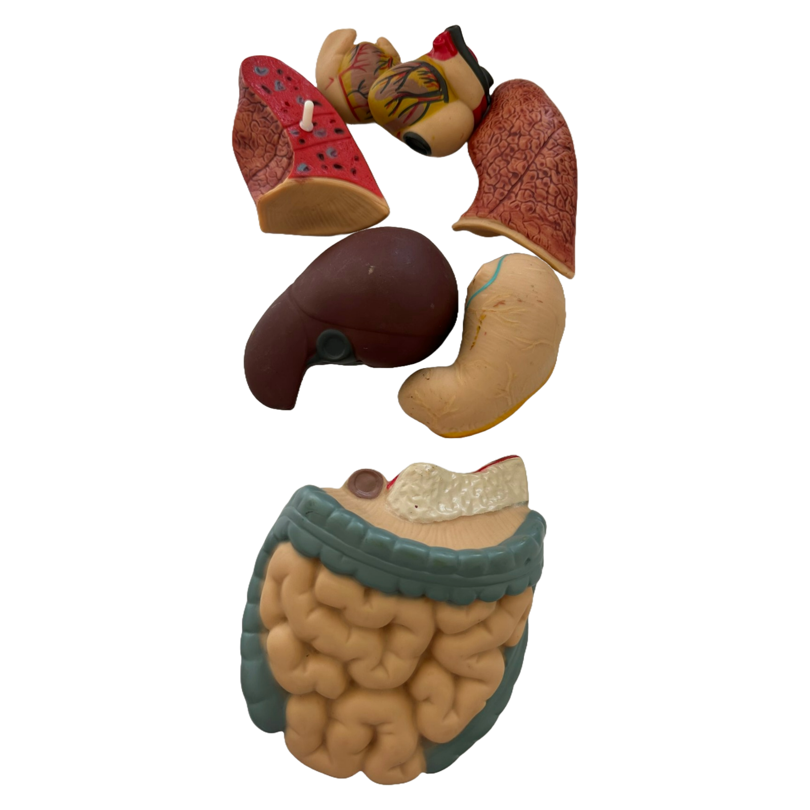 Anatomical torso model of the human body with removable organs - 50 cm tall
