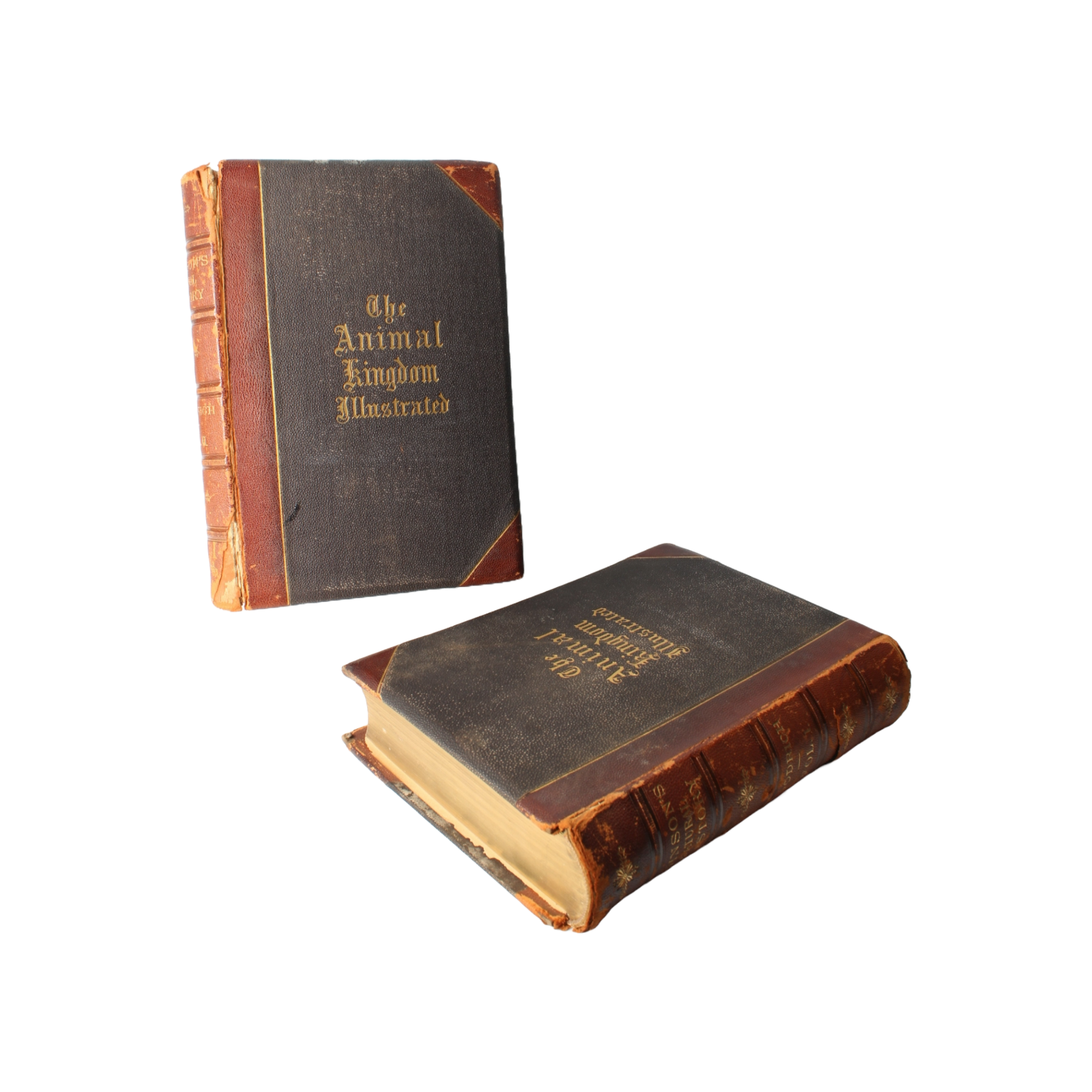 The Animal Kingdom Illustrated - 1885, Beautiful 19th-Century Natural History