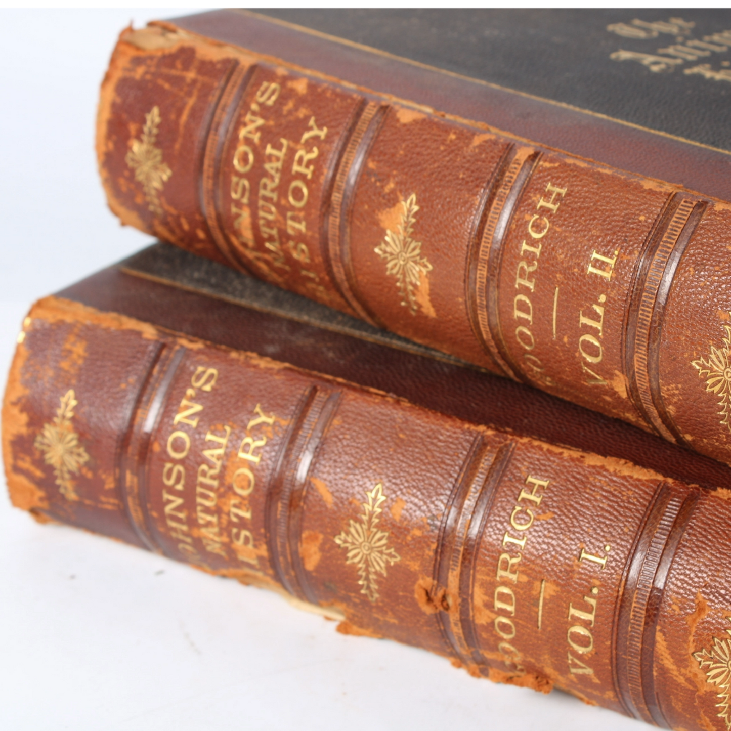 The Animal Kingdom Illustrated - 1885, Beautiful 19th-Century Natural History
