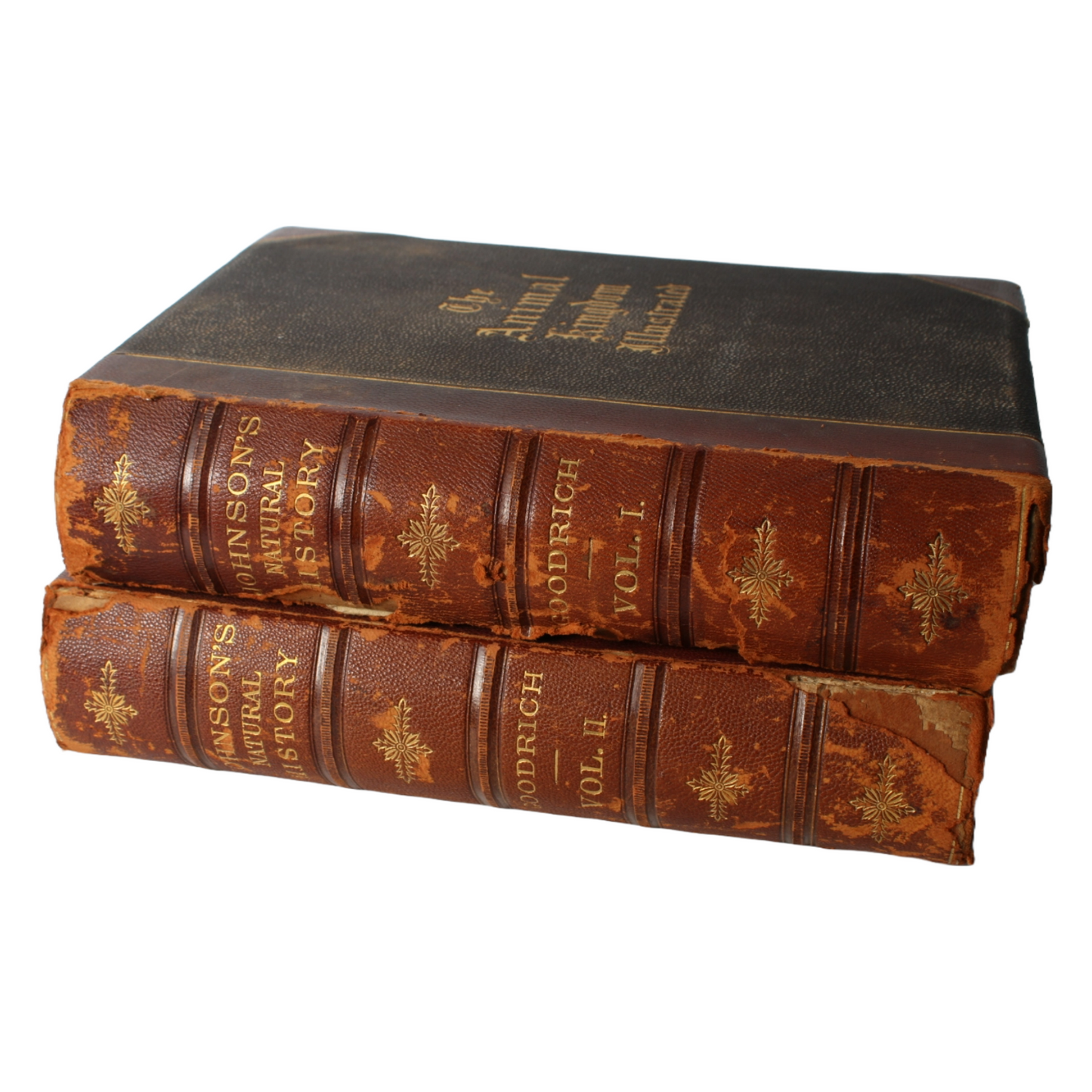 The Animal Kingdom Illustrated - 1885, Beautiful 19th-Century Natural History