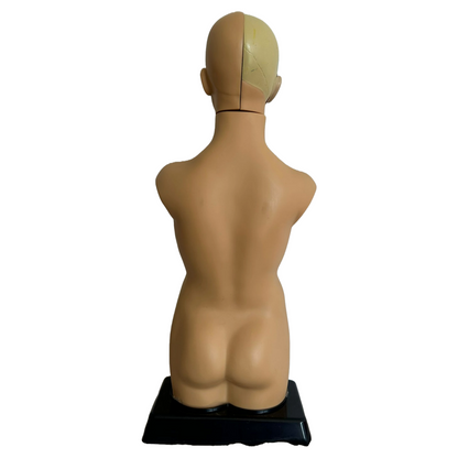 Anatomical torso model of the human body with removable organs - 50 cm tall