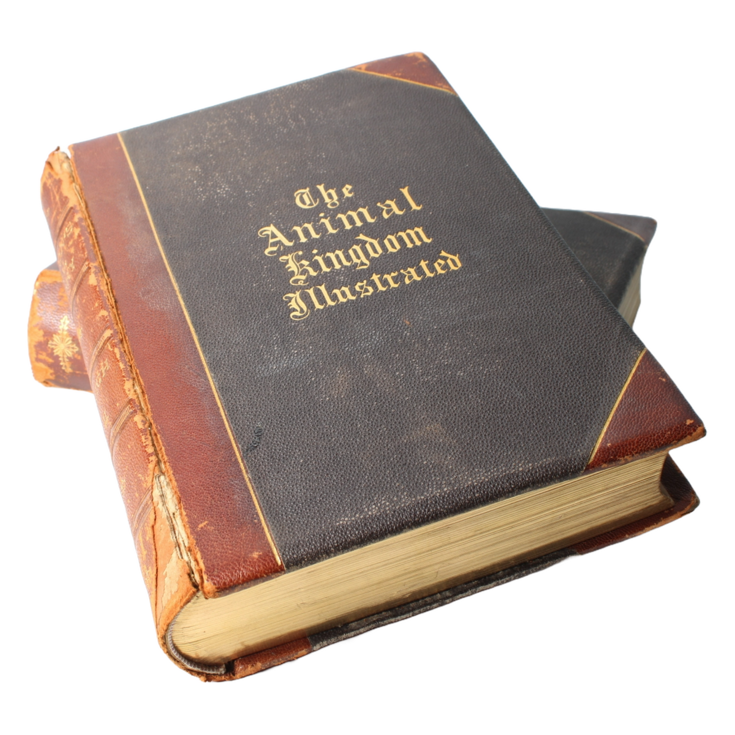 The Animal Kingdom Illustrated - 1885, Beautiful 19th-Century Natural History