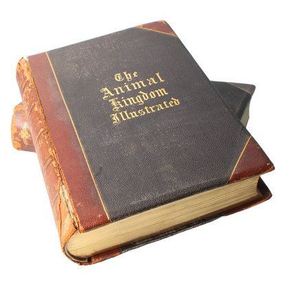 The Animal Kingdom Illustrated - 1885, Beautiful 19th-Century Natural History