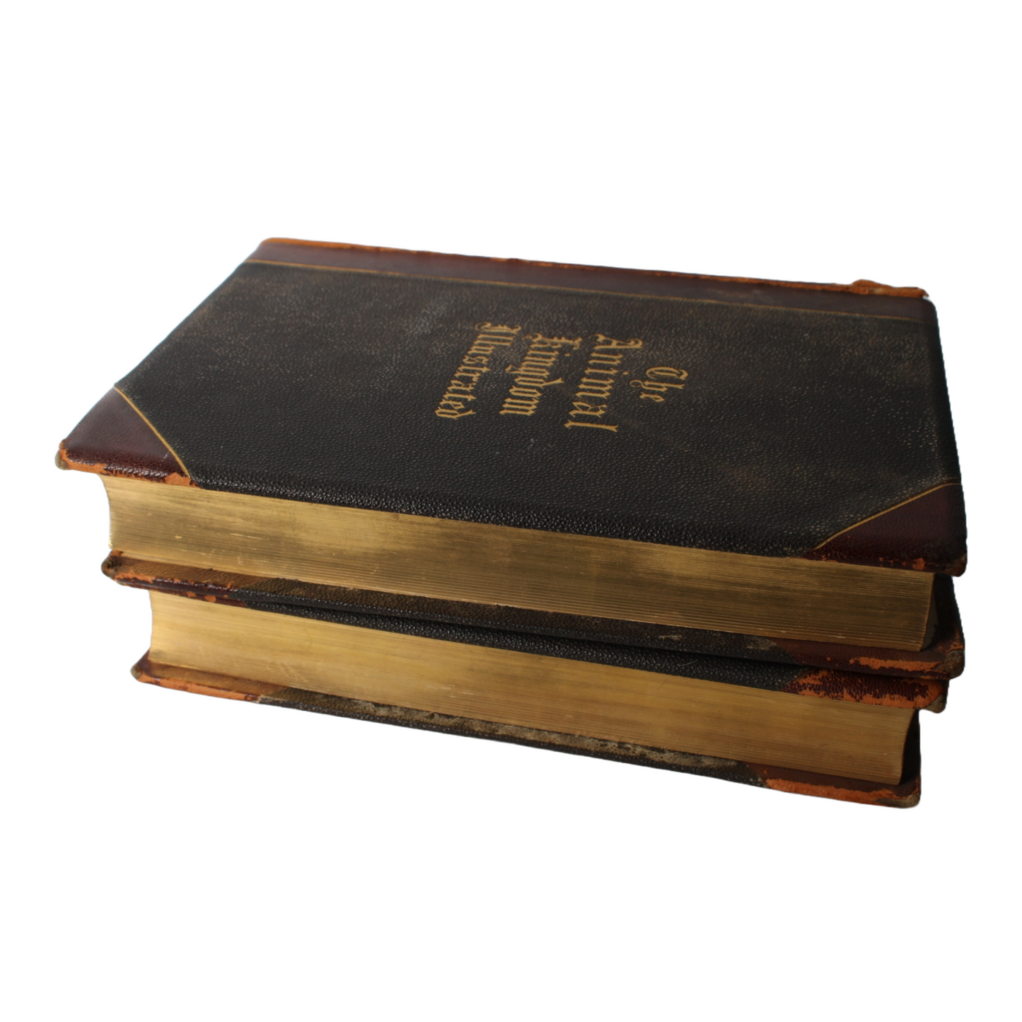 The Animal Kingdom Illustrated - 1885, Beautiful 19th-Century Natural History