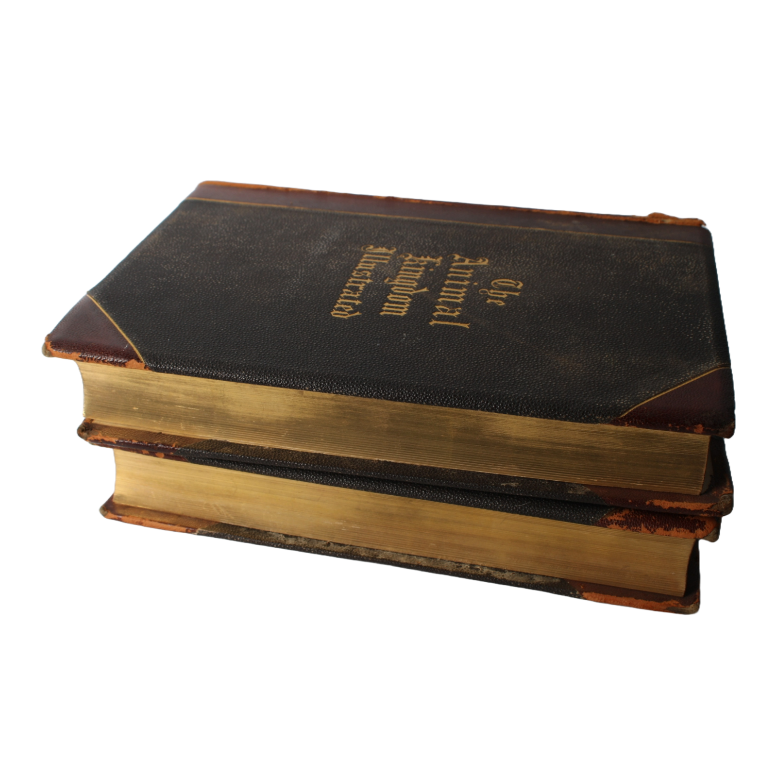 The Animal Kingdom Illustrated - 1885, Beautiful 19th-Century Natural History