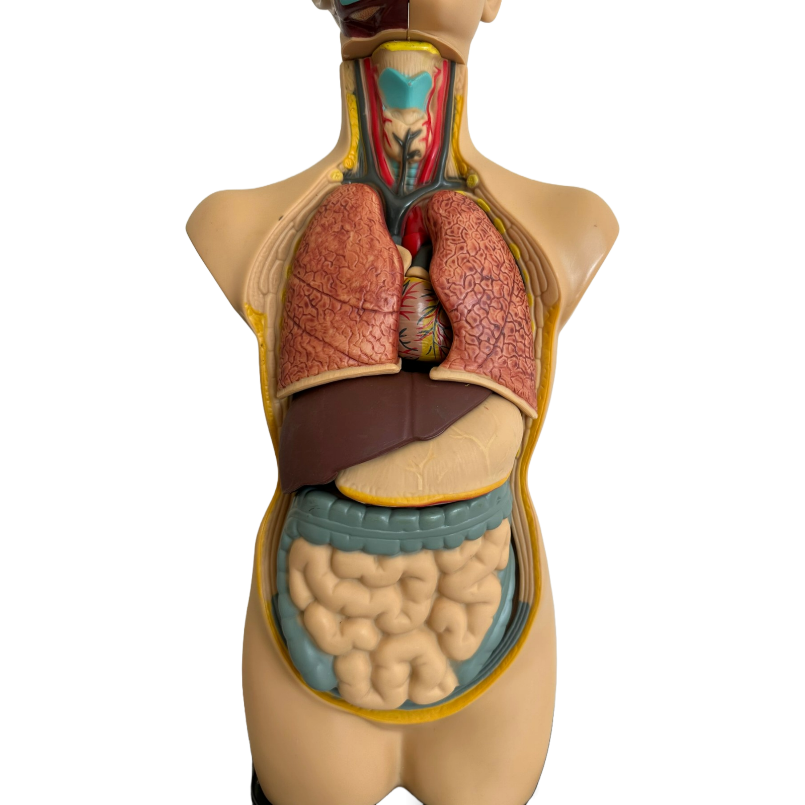 Anatomical torso model of the human body with removable organs - 50 cm tall