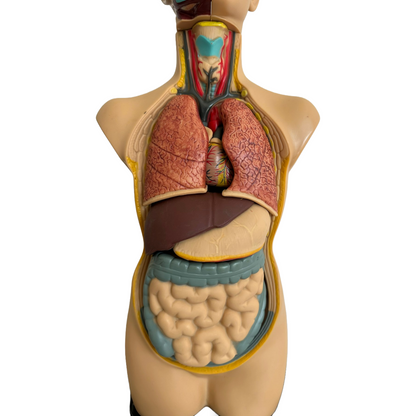 Anatomical torso model of the human body with removable organs - 50 cm tall