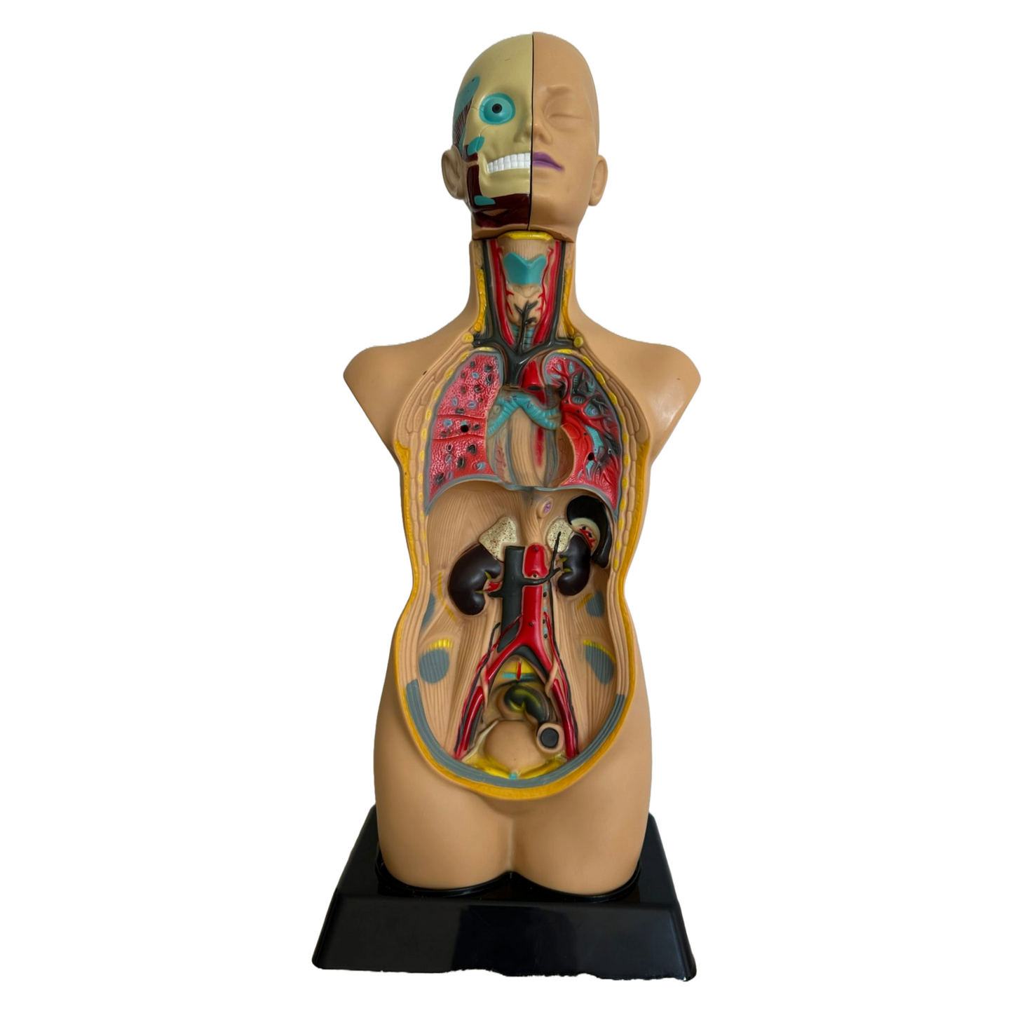Anatomical torso model of the human body with removable organs - 50 cm tall
