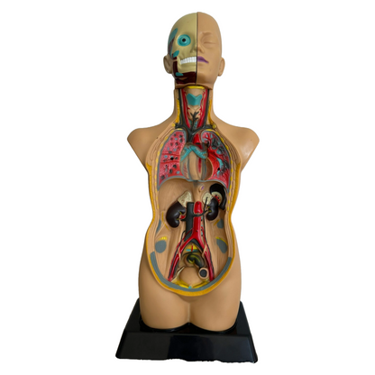 Anatomical torso model of the human body with removable organs - 50 cm tall