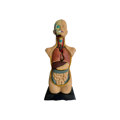 Anatomical torso model of the human body with removable organs - 50 cm tall