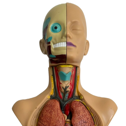 Anatomical torso model of the human body with removable organs - 50 cm tall