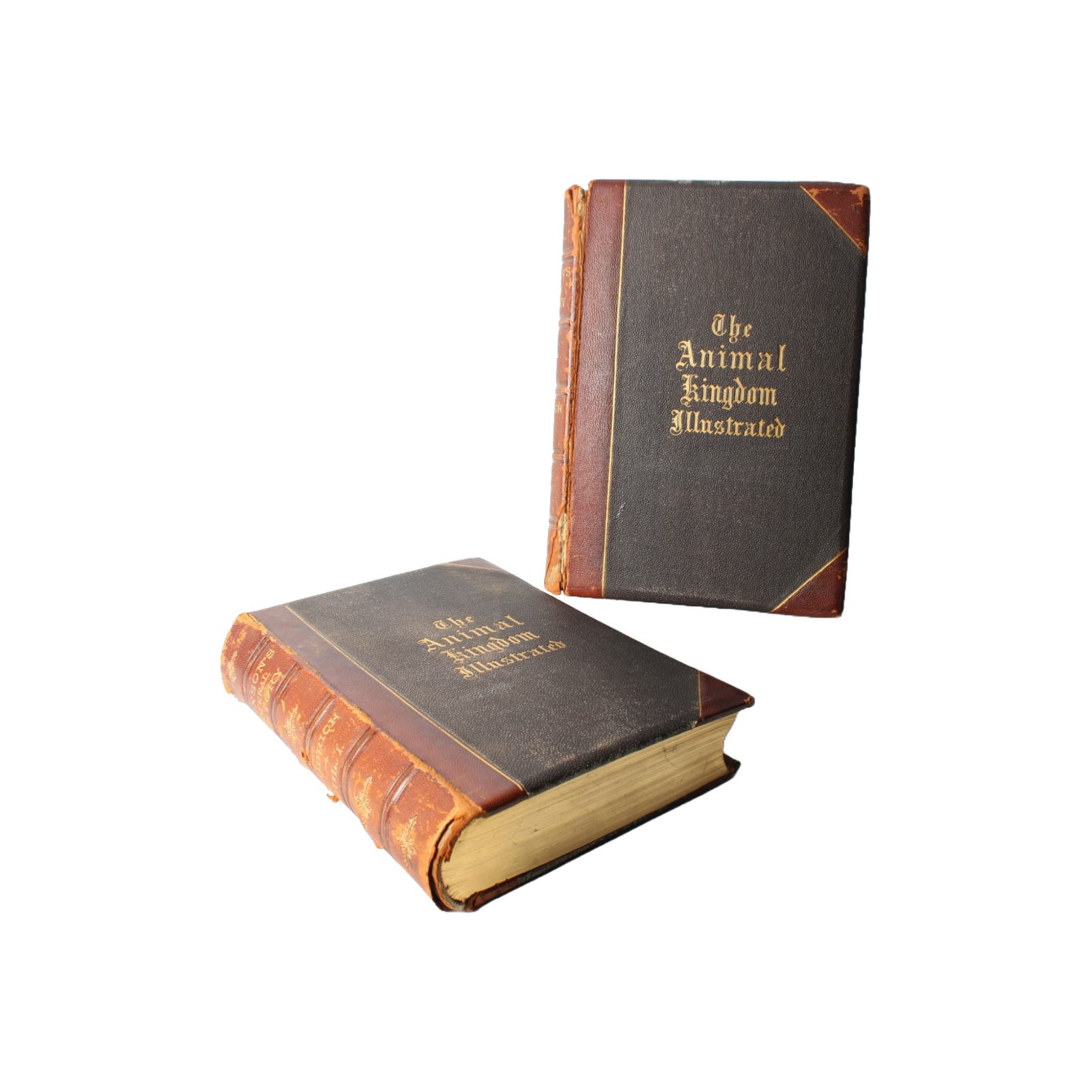 The Animal Kingdom Illustrated - 1885, Beautiful 19th-Century Natural History