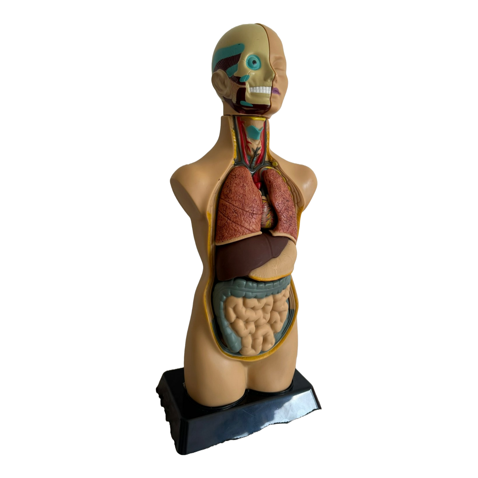 Anatomical torso model of the human body with removable organs - 50 cm tall