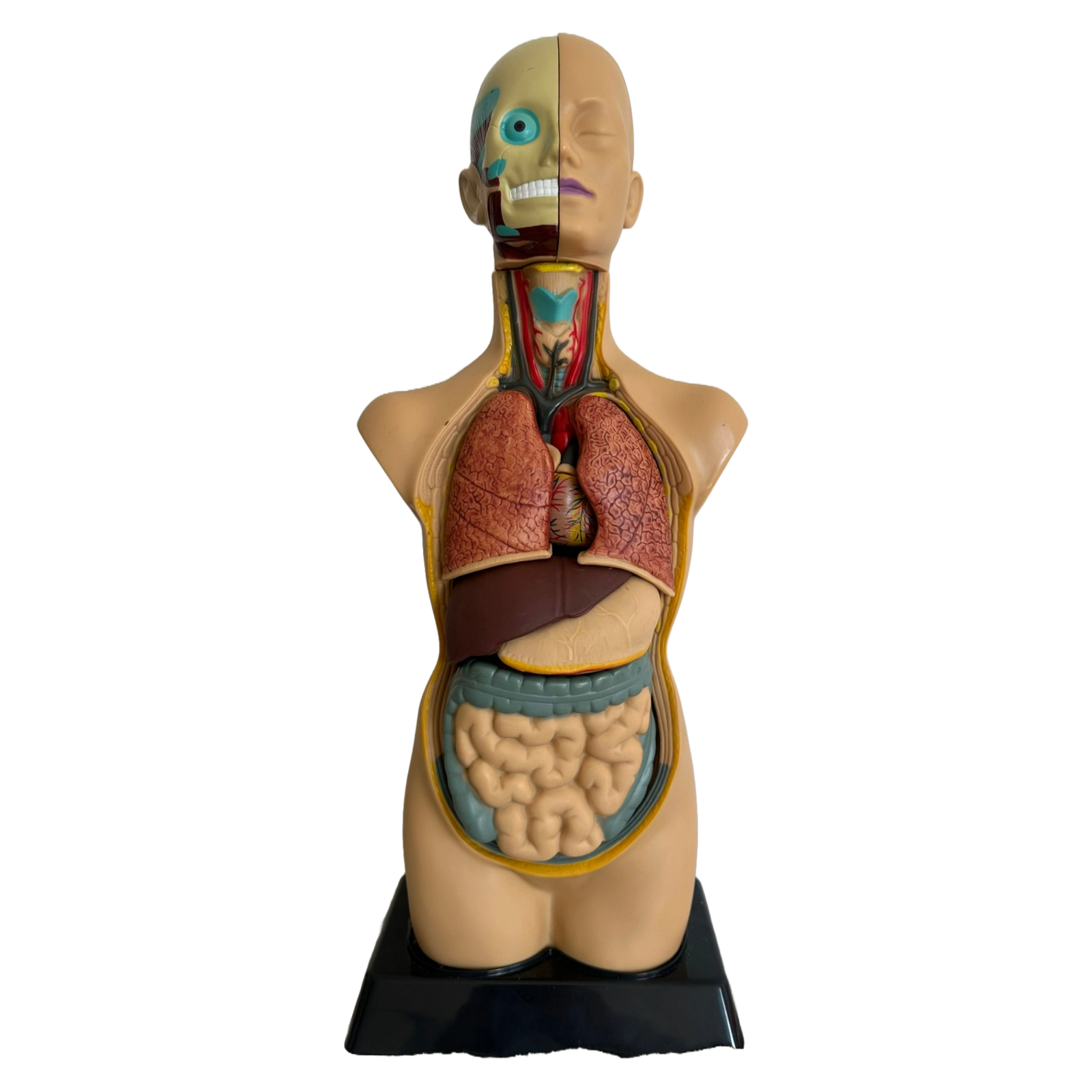 Anatomical torso model of the human body with removable organs - 50 cm tall