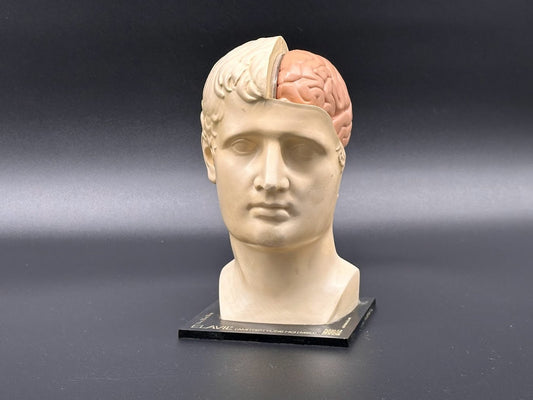 Zeldzame Vondst - Smaakvol Anatomisch Model met het hoofd van David - 1974 - Vintage - Klassiek - Antiek - Zeldzaam - Homedecor - Rariteiten